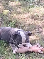 FLINT, a male English Bulldog for sale in Baden, PA – 2 of 7