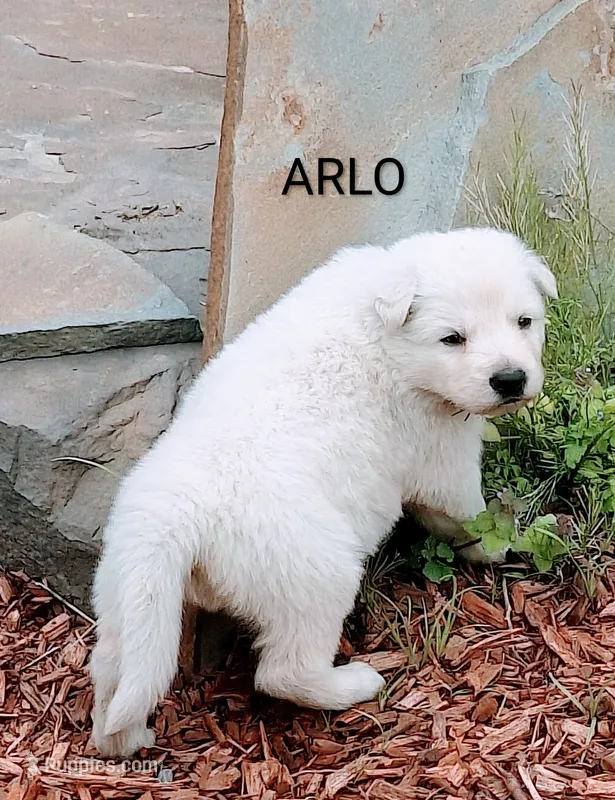 ARLO White longcoat, a male German Shepherd Dog for sale in Pittsburgh, PA – 1 of 3