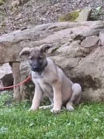 ZENA, a female German Shepherd Dog for sale in Pittsburgh, PA – 2 of 9