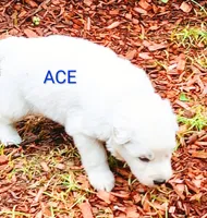 ACE, a male German Shepherd Dog for sale in Pittsburgh, PA – 4 of 6