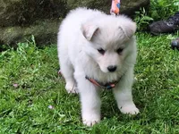SABRINA/longcoat!, a female German Shepherd Dog for sale in Pittsburgh, PA – 8 of 9