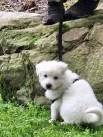 ARLO White longcoat, a male German Shepherd Dog for sale in Pittsburgh, PA – 7 of 9