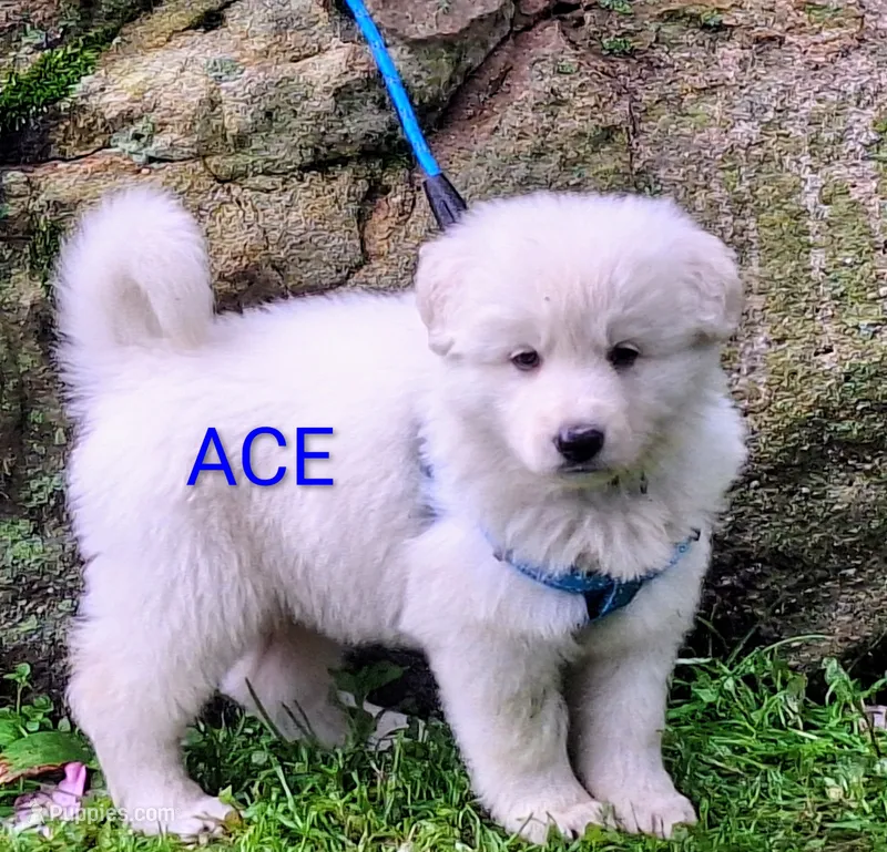 ACE – German Shepherd Dog puppy for sale in Pittsburgh, PA