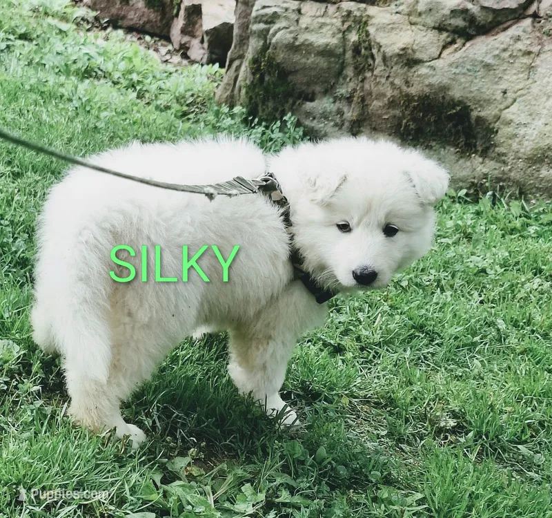 SILKY – German Shepherd Dog puppy for sale in Pittsburgh, PA