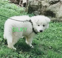 SILKY, a female German Shepherd Dog for sale in Pittsburgh, PA – 1 of 3