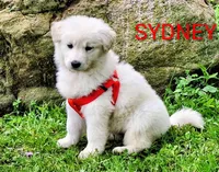 SYDNEY white longcoat!, a female German Shepherd Dog for sale in Pittsburgh, PA – 5 of 9