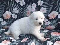 ARLO White longcoat, a male German Shepherd Dog for sale in Pittsburgh, PA – 3 of 3