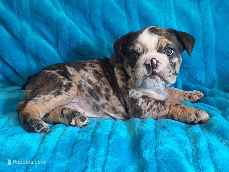 LYRIC – English Bulldog puppy for sale in Pittsburgh, PA