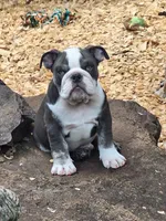 FLINT, a male English Bulldog for sale in Baden, PA – 3 of 8