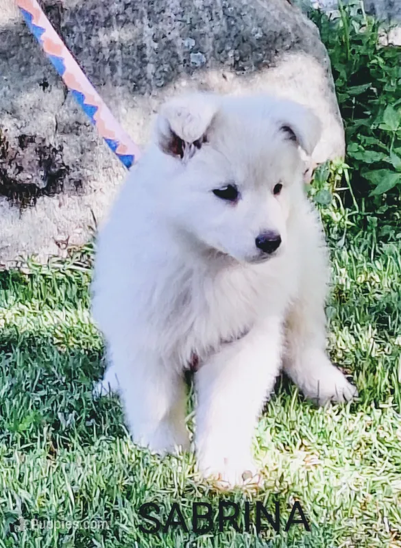 SABRINA LONGCOAT  – German Shepherd Dog puppy for sale in Pittsburgh, PA