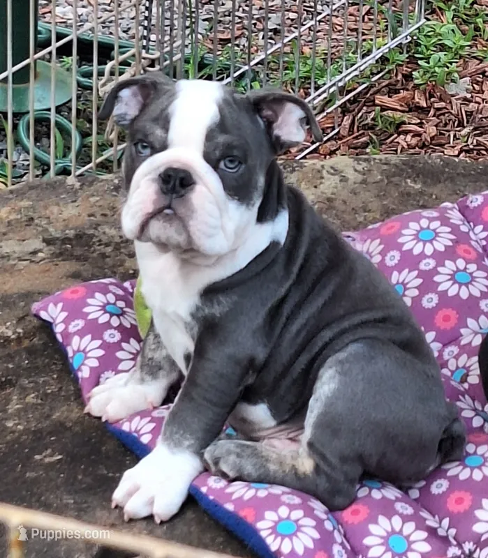 FLINT, a male English Bulldog for sale in Baden, PA – 1 of 7
