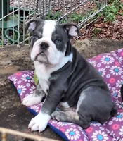 FLINT, a male English Bulldog for sale in Baden, PA – 1 of 7