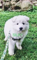 SILKY, a female German Shepherd Dog for sale in Pittsburgh, PA – 2 of 3