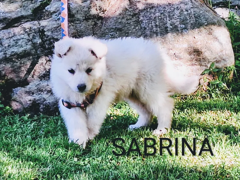 SABRINA/longcoat! – German Shepherd Dog puppy for sale in Pittsburgh, PA