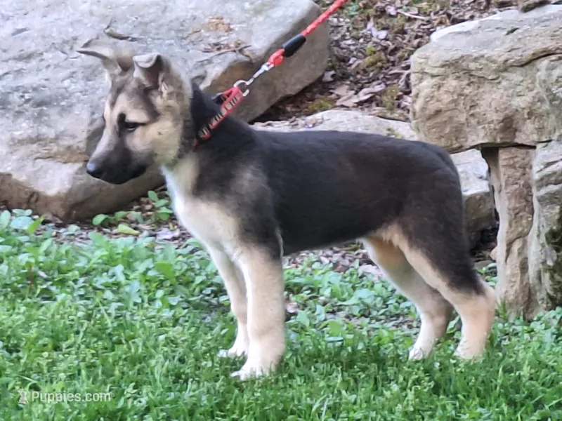 ZADIE – German Shepherd Dog puppy for sale in Pittsburgh, PA