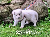 SABRINA/longcoat!, a female German Shepherd Dog for sale in Pittsburgh, PA – 2 of 9