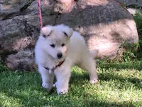 SABRINA LONGCOAT , a female German Shepherd Dog for sale in Pittsburgh, PA – 3 of 4