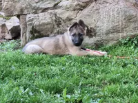 ZAYLA, a female German Shepherd Dog for sale in Pittsburgh, PA – 2 of 10