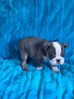 FLINT, a male English Bulldog for sale in Pittsburgh, PA – 2 of 4