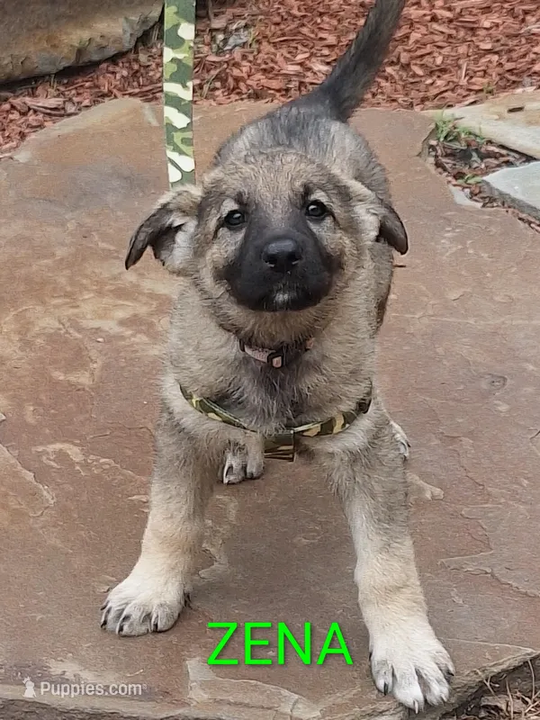 ZENA – German Shepherd Dog puppy for sale in Pittsburgh, PA