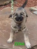ZENA, a female German Shepherd Dog for sale in Pittsburgh, PA – Photo 1 of 5