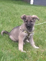 ZENA, a female German Shepherd Dog for sale in Pittsburgh, PA – 8 of 9