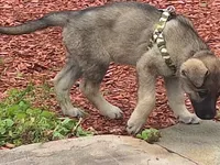 ZENA, a female German Shepherd Dog for sale in Pittsburgh, PA – Photo 3 of 5