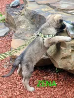 ZENA, a female German Shepherd Dog for sale in Pittsburgh, PA – Photo 2 of 5