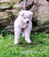 SABRINA/longcoat!, a female German Shepherd Dog for sale in Pittsburgh, PA – 6 of 9