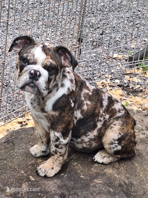 LYRIC – English Bulldog puppy for sale in Baden, PA