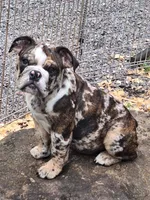 LYRIC, a female English Bulldog for sale in Baden, PA – 1 of 5