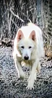 SYDNEY white longcoat!, a female German Shepherd Dog for sale in Pittsburgh, PA – 2 of 4