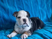 ELVIS, a male English Bulldog for sale in Pittsburgh, PA – 5 of 5