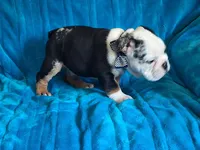ELVIS, a male English Bulldog for sale in Pittsburgh, PA – 3 of 5