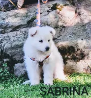 SABRINA LONGCOAT , a female German Shepherd Dog for sale in Pittsburgh, PA – 2 of 4