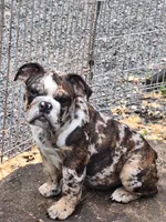 LYRIC, a female English Bulldog for sale in Baden, PA – 4 of 5