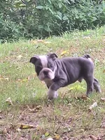 FLINT, a male English Bulldog for sale in Baden, PA – 3 of 7