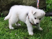 SABRINA/longcoat!, a female German Shepherd Dog for sale in Pittsburgh, PA – 7 of 9