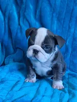 FLINT, a male English Bulldog for sale in Pittsburgh, PA – 3 of 4