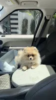 zuzu, a female Pomeranian for sale in Fairfax, VA – 2 of 2