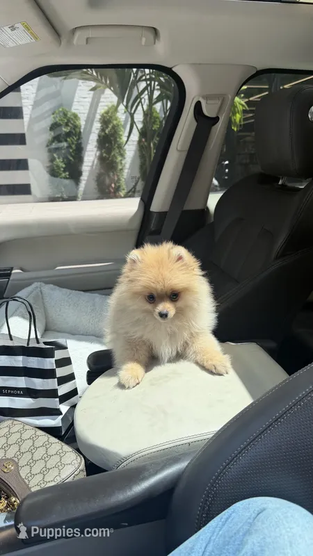 zuzu – Pomeranian puppy for sale in Fairfax, VA