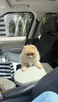 zuzu, a female Pomeranian for sale in Fairfax, VA – 1 of 2