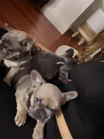 Sasha, a female French Bulldog for sale in Bristol, CT – Photo 2 of 5