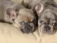 Sasha, a female French Bulldog for sale in Bristol, CT – Photo 4 of 5