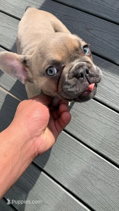 Sasha – French Bulldog puppy for sale in Bristol, CT