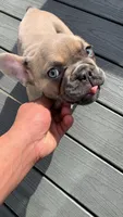 Sasha, a female French Bulldog for sale in Bristol, CT – Photo 1 of 5