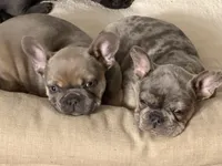 Sasha, a female French Bulldog for sale in Bristol, CT – Photo 5 of 5