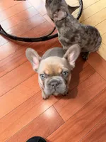 Sasha, a female French Bulldog for sale in Bristol, CT – Photo 3 of 5