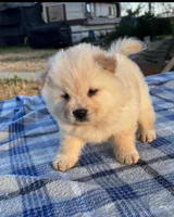 ICE ICE BABY, a male Chow Chow for sale in California, CA – 2 of 8