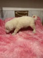 processed/741c4a0b-adef-4856-a2f2-6708ee82397d/listing/0053698a-160d-46c1-a306-a5c6e74e1ea8/197567d2-7535-41cb-af19-94e791bb270b